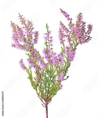 fine pink blossoming heather isolated lush branch