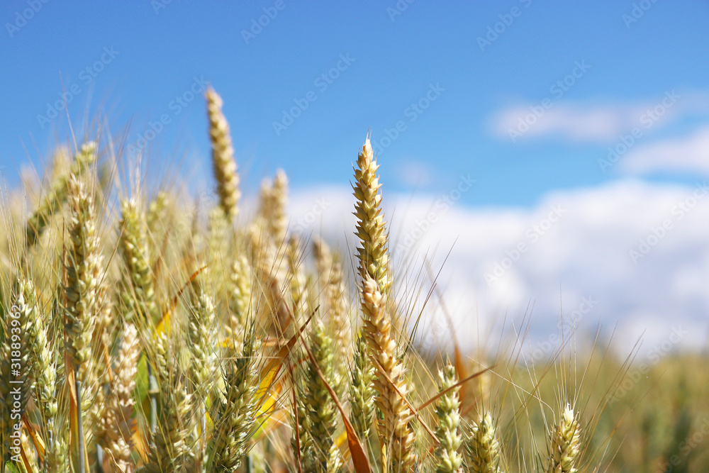Ears of golden wheat close up, wheat field or wheat crop and blue sky , golden and ripe ears of wheat. Rural landscape . Rich harvest. Ears of golden wheat close up, wheat field or wheat crop and blue sky , golden and ripe ears of wheat. Rural landscape . Rich harvest.