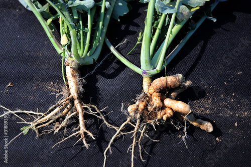 Clubroot (Plasmodiophora brassica) damaged, distorted root on a rapeseed, rape, canola plant