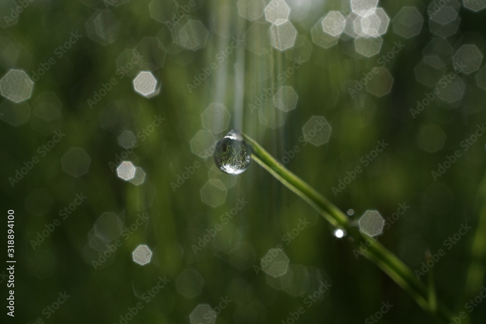 Obraz premium 朝露