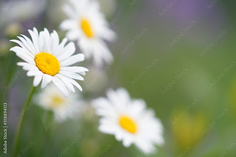 Closeup of camomile on on green purple background Closeup of camomile on on green purple background
