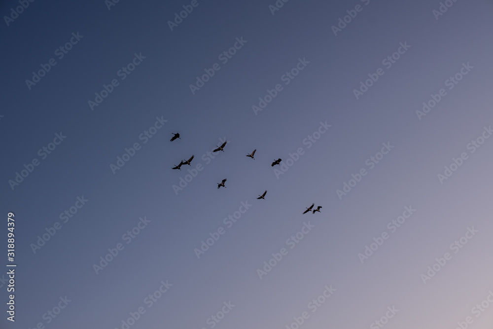 Bird migration at spring. Cranes return home