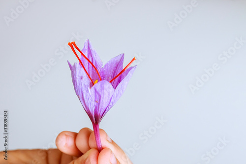 Freshly cut saffron flower in a hand on white background. Copyspace. photo