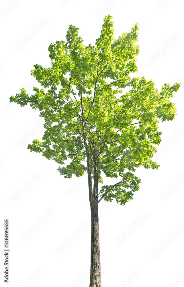 bright green large maple tree on white