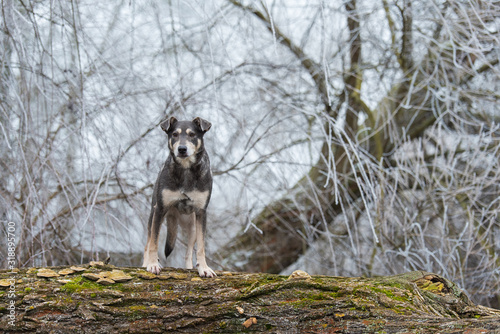 Dog climbing on a tree trunk in the nature