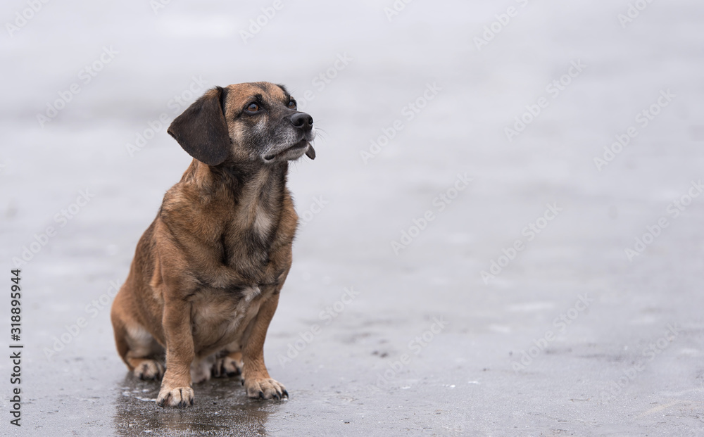 Dog sitting on a frozen lake Dog sitting on a frozen lake