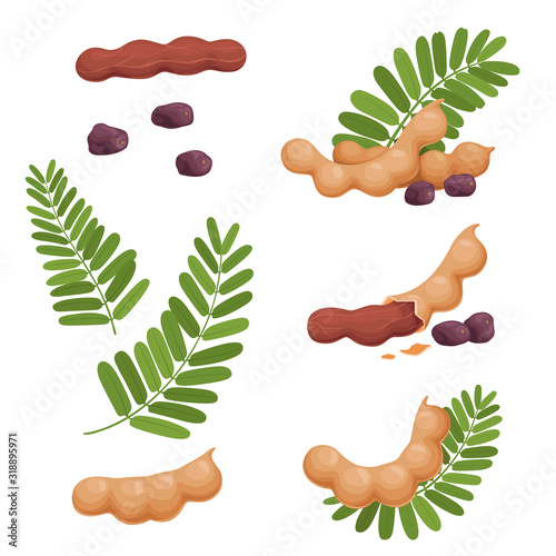 A set of seeds of fruits and leaves of tamarind. Illustration of a fresh, ripe tamarind