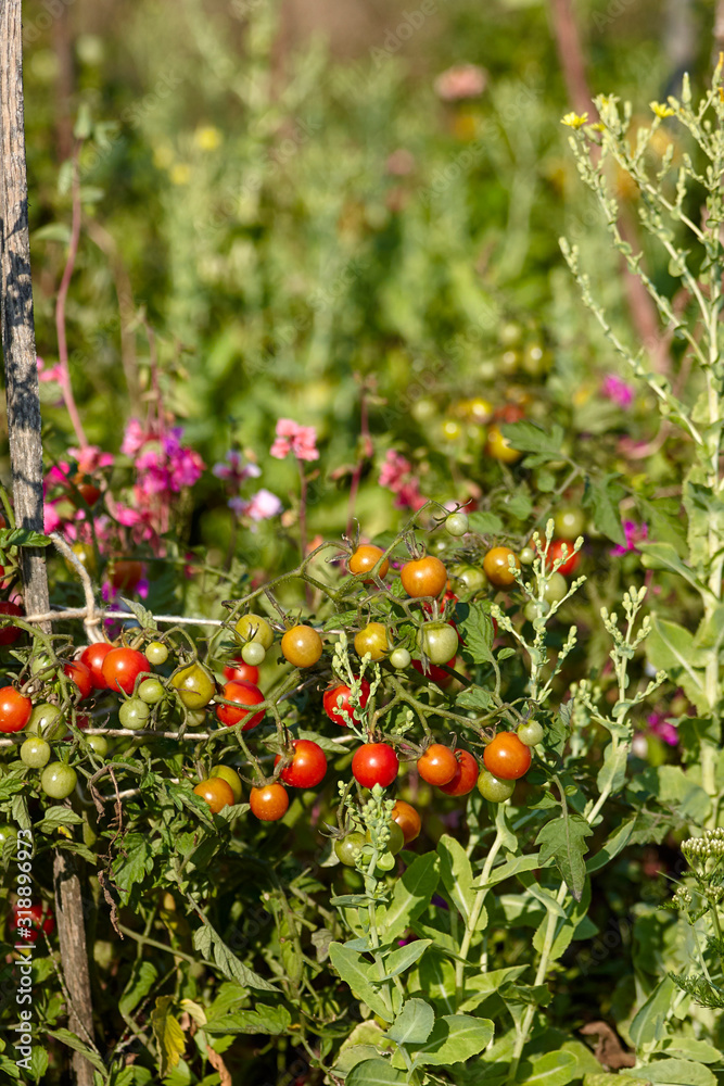 ripening small cocktail red tomatoes on the branches
