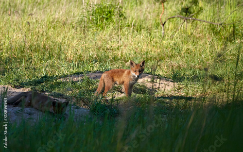 young foxes at the larva burrow in a wild natural environment
