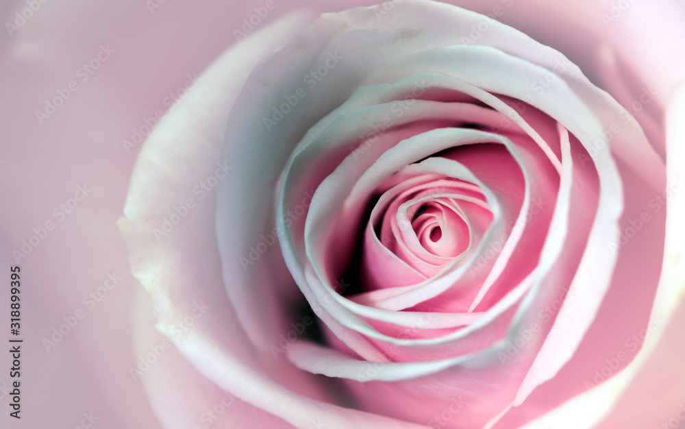 Delicate artistic closeup bouquet of tender romantic blooming Rose flower. Delicate artistic closeup bouquet of tender romantic blooming Rose flower.