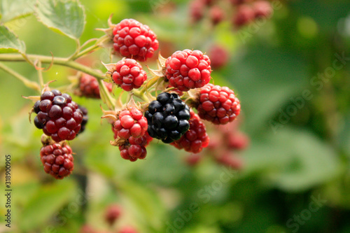 Obraz na płótnie Branch of blackberry bush in the garden. w salonie