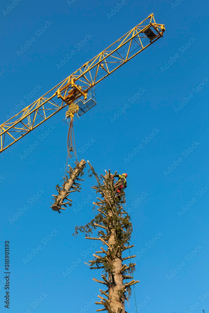lumberjack cutting spruce tree with the aid of a crane