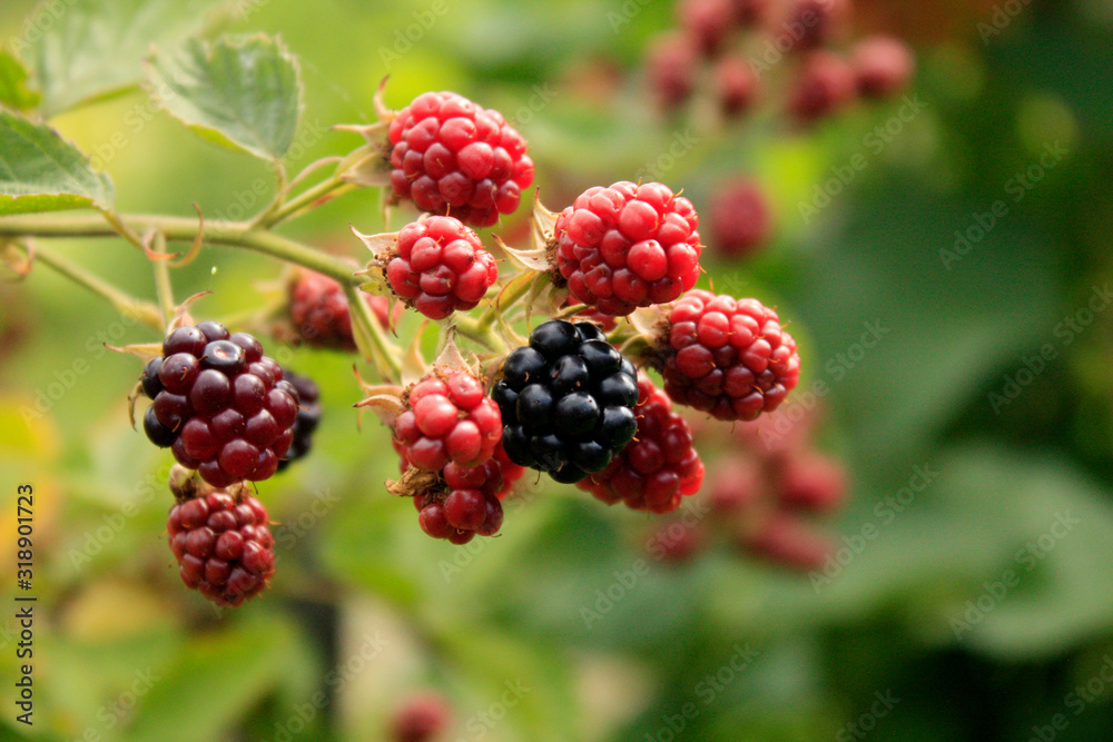 Branch of blackberry bush in the garden.