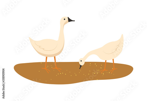 Goose closeup vector, domestic animals eating food laying on ground with mud isolated poultry flat style. Geese breeding and growing in rural area