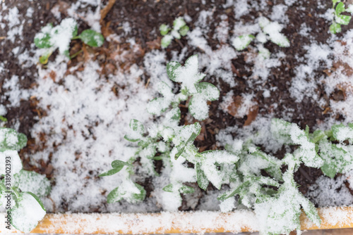 Raised bed garden with broad bean growing under snow cover near Dallas, Texas photo