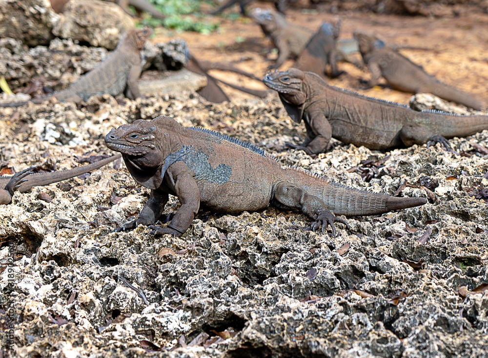 horned iguana. Caribbean reptile. Hispaniola island. Photographed in Santo Domingo in an enclosure for the conservation of the species. horned iguana. Caribbean reptile. Hispaniola island. Photographed in Santo Domingo in an enclosure for the conservation of the species.