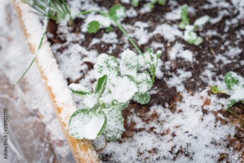 Raised bed garden with broad bean growing under snow cover near Dallas, Texas photo