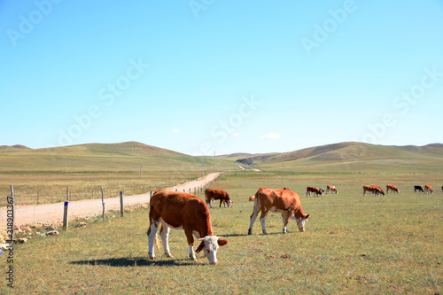 A herd of cattle are eating grass on the grassland © zhengzaishanchu