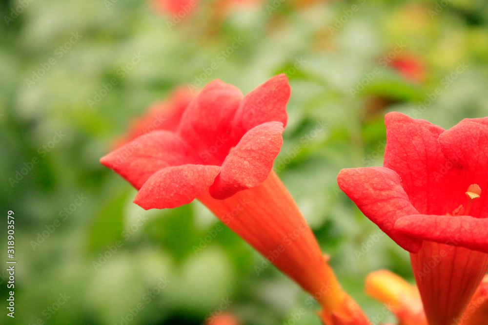 Red campsis blooming in the garden on the green background.