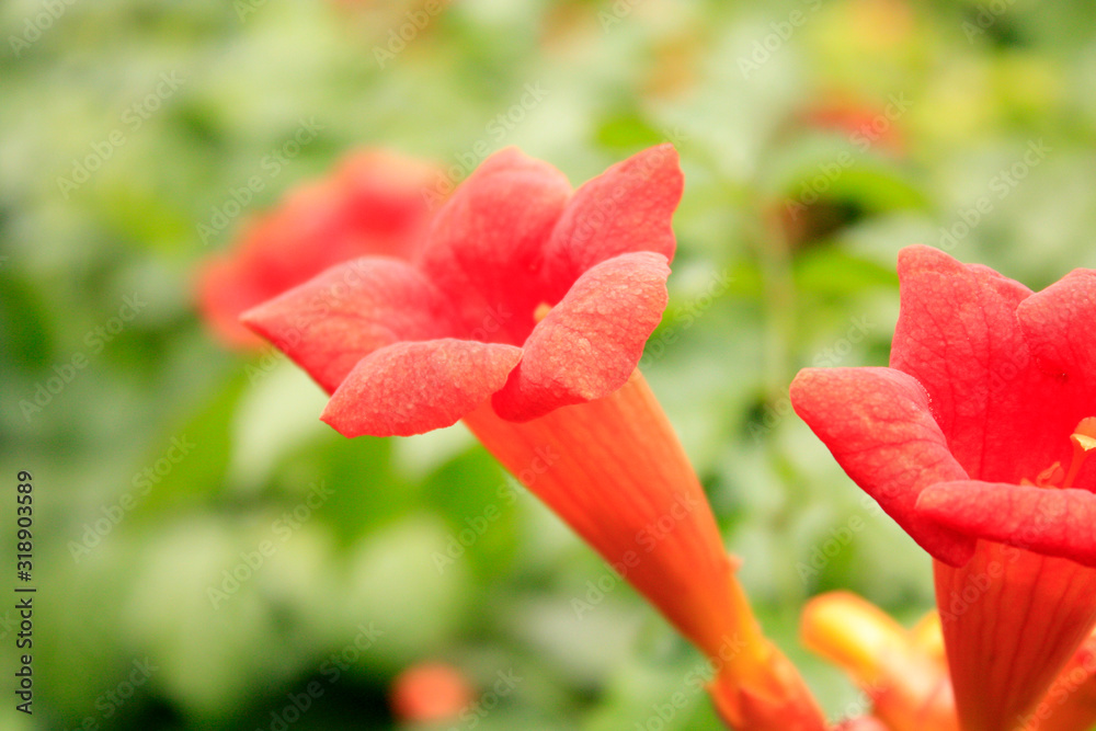 Red campsis blooming in the garden on the green background.