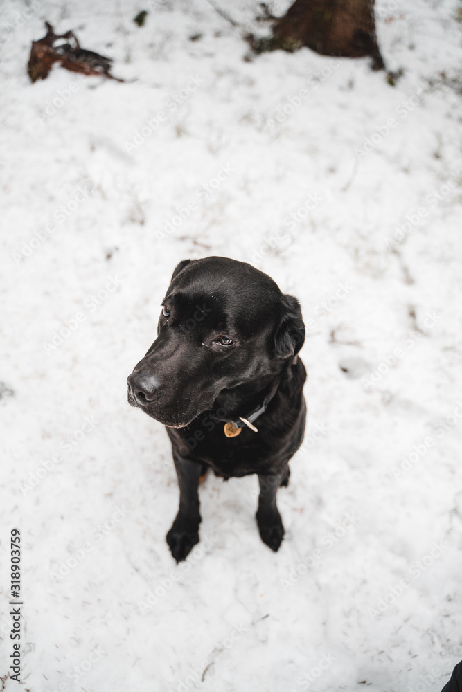dog in snow dog in snow