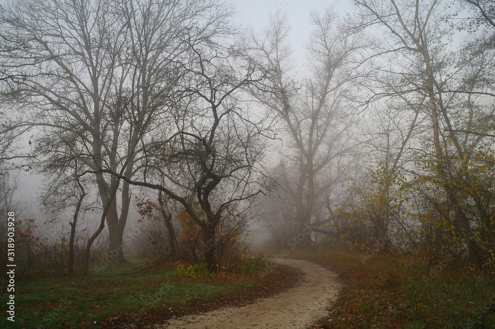 country road in autumn in the mist