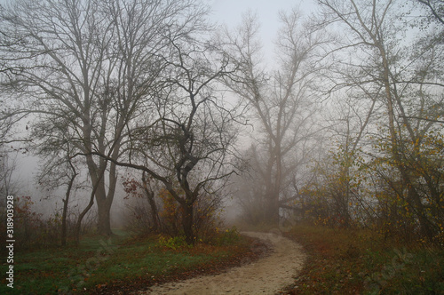 Obraz na płótnie country road in autumn in the mist w salonie