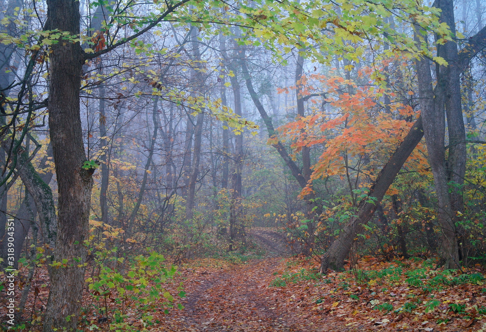 autumn forest with misty morning