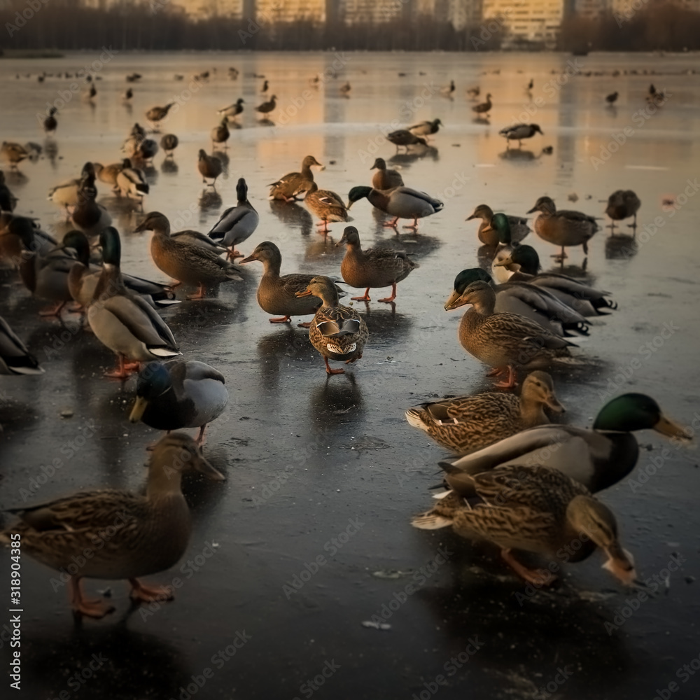 Fototapeta premium ducks in a city Park looking for food