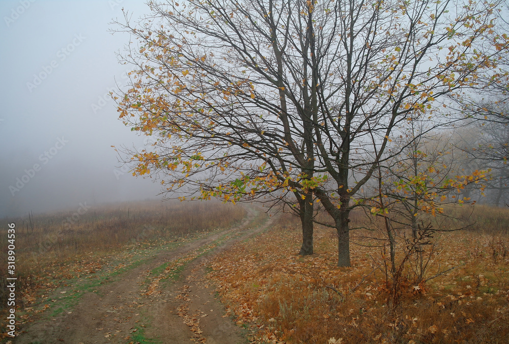 country road in autumn in the mist