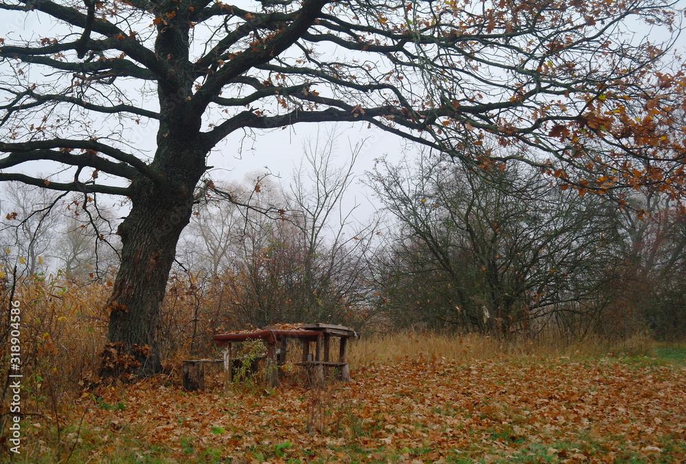 autumn forest with misty morning