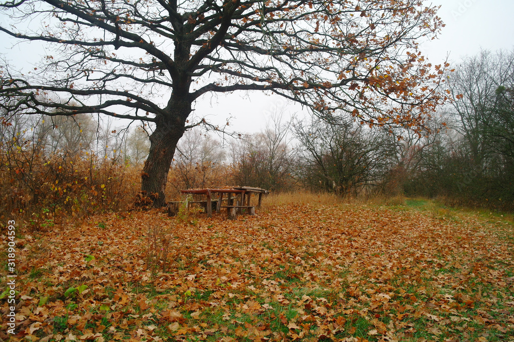 autumn forest with misty morning