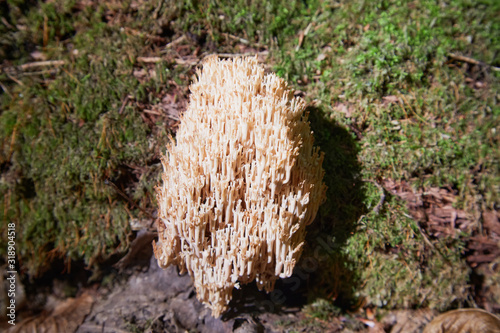 Coral fungus Artomyces pyxidatus on the tree. Also known as crown coral or crown-tipped coral. Natural environment, inedible mushroom.