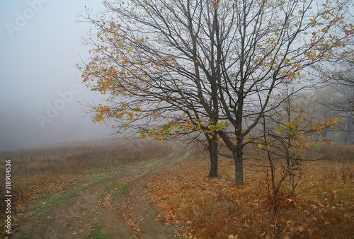 Obraz na płótnie country road in autumn in the mist w salonie