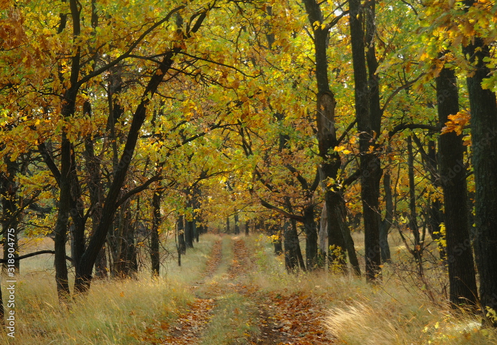 Sunlight in the autumn forest. Autumn landscape