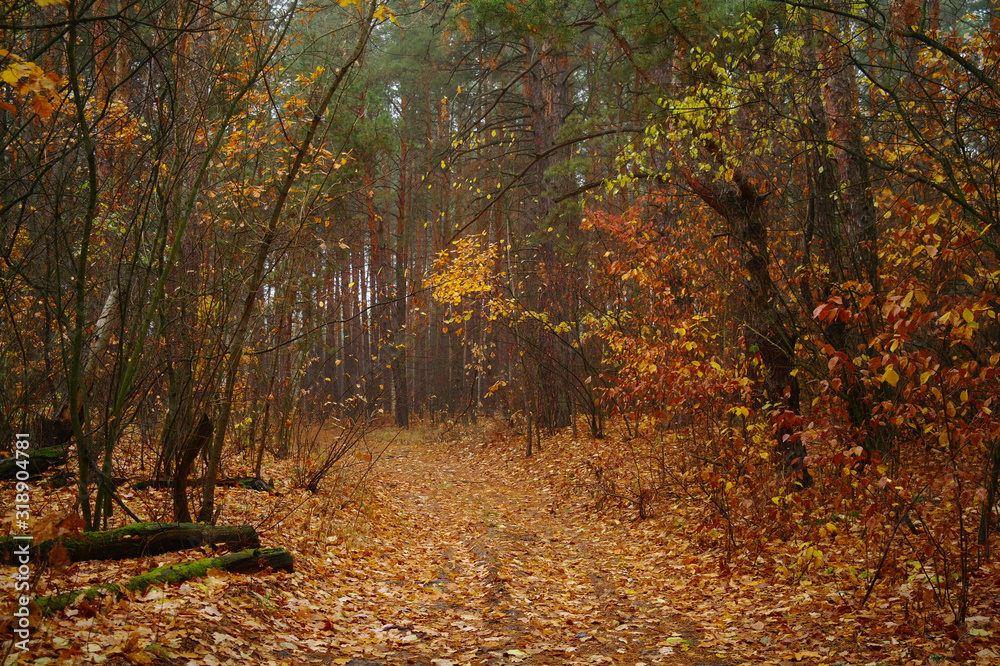 autumn forest with misty morning
