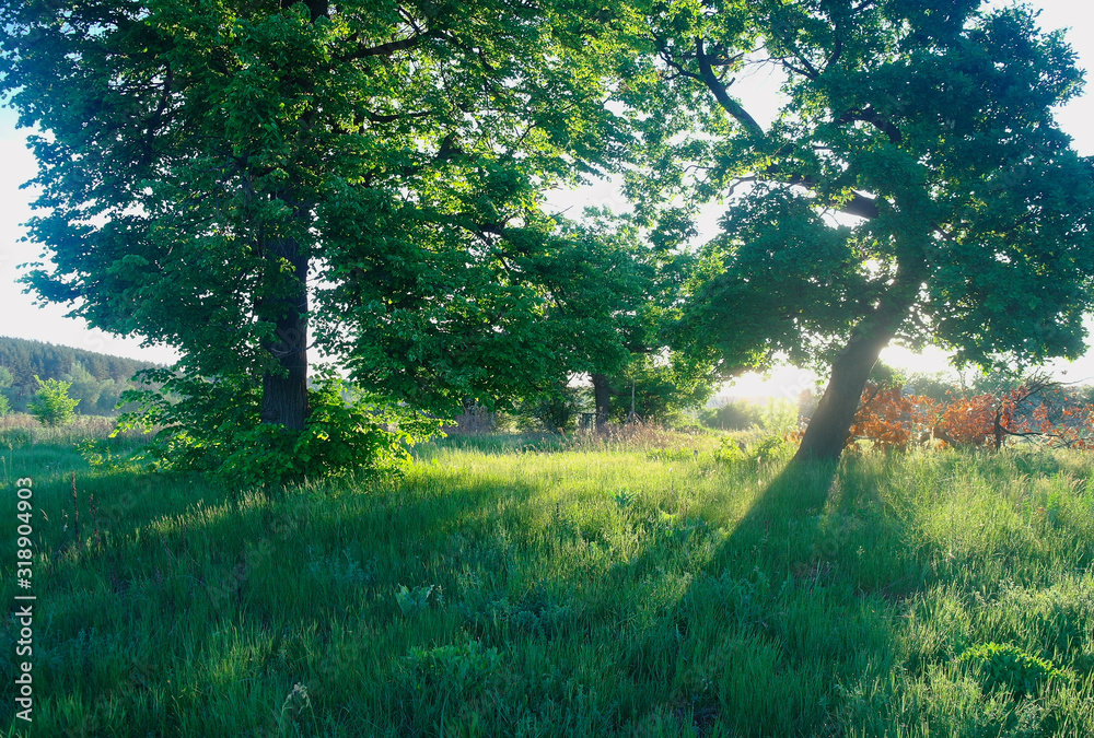 Sunny morning in a forest glade