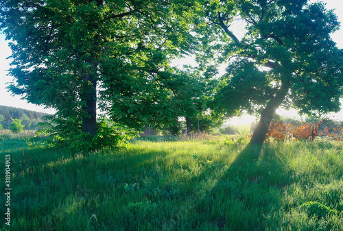 Obraz na płótnie Sunny morning in a forest glade w salonie
