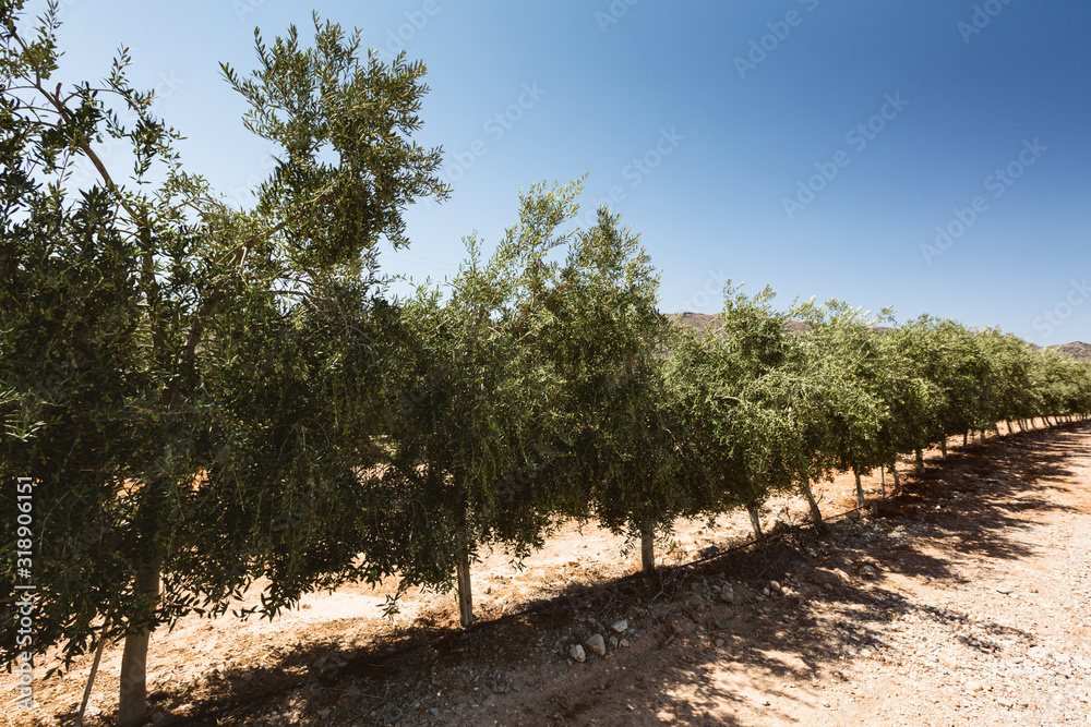 Olive Tree Plantation, Andalusia, Spain by Summer