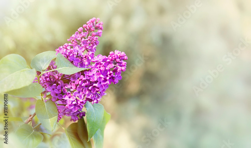 Blooming lilac flowers, twigs with leaves photo