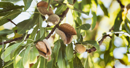 Ripe Almond on a Tree Branch, Southern Spain
