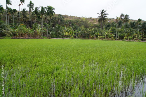 rice field in thailand