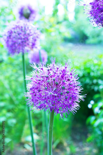 Blooming purple onion  flowers in the garden