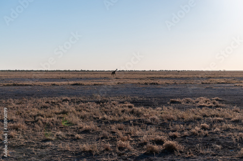 Wide angle shot of an Angolan Giraffe - Giraffa giraffa angolensis- illustrating the vast openness of the plains of Etosha National Park, Namibia.