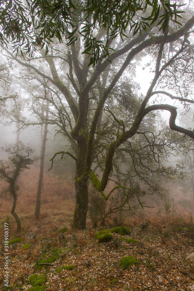Mystic old tree from Peneda Geres National Park woodland on a foggy morning Mystic old tree from Peneda Geres National Park woodland on a foggy morning