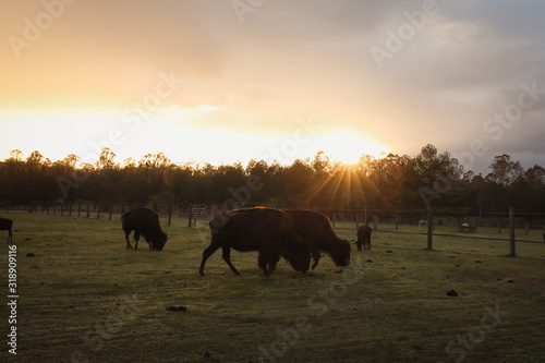 American Bison in field at sunrise