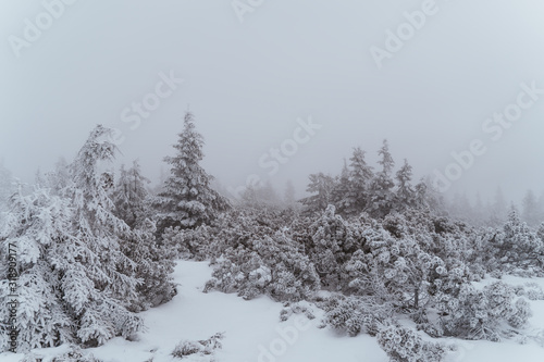 snow covered trees © Matej