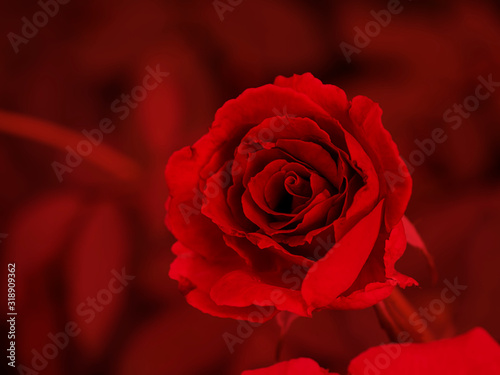 Close up red rose flower with blur background.