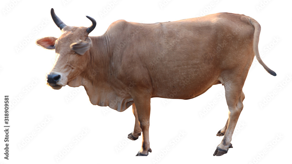 4 cows separately on a white background 4 cows separately on a white background
