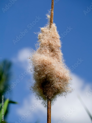 Macro of Narrow-leaved Cattail or Soft Flag seeds with blur background. photo